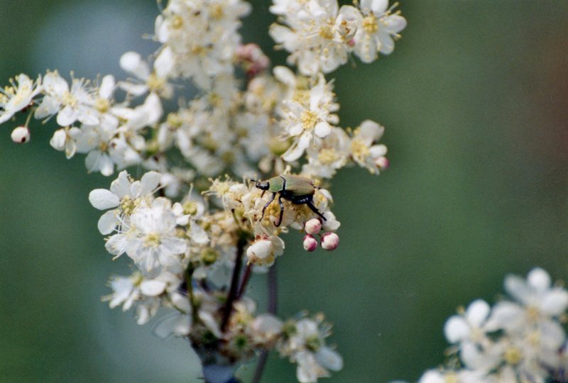 Rutelidae: Hoplia farinosa? Hoplia argentea (= farinosa Linnaeus non Auct.)